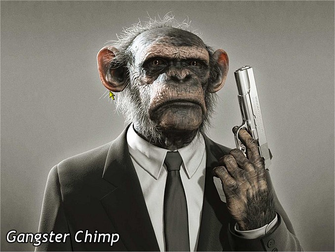 File:Gangster Chimp.jpg