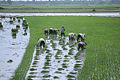 Thumbnail for version as of 17:20, 28 January 2009