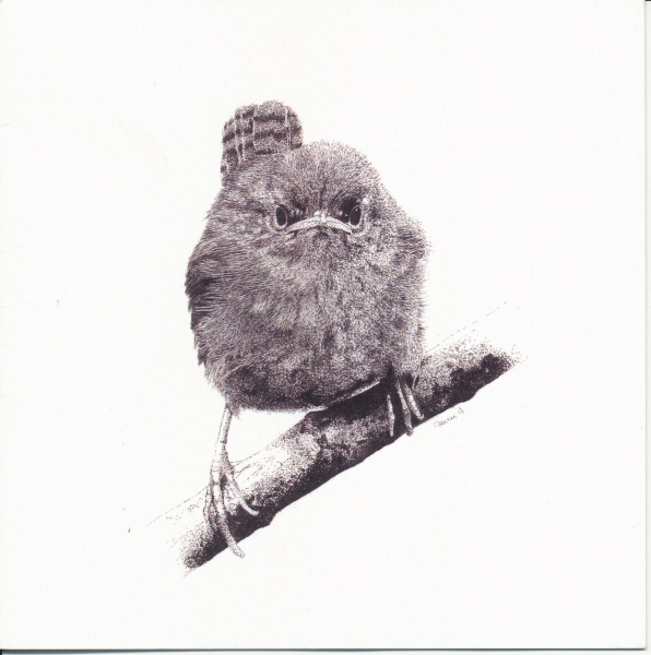 File:Jong winterkoninkje.jpg