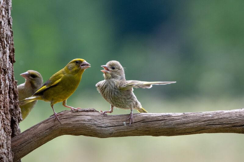 File:Jacek Stankiewicz Comedy Wildlife Photography Awards 2023 - dispute.jpg